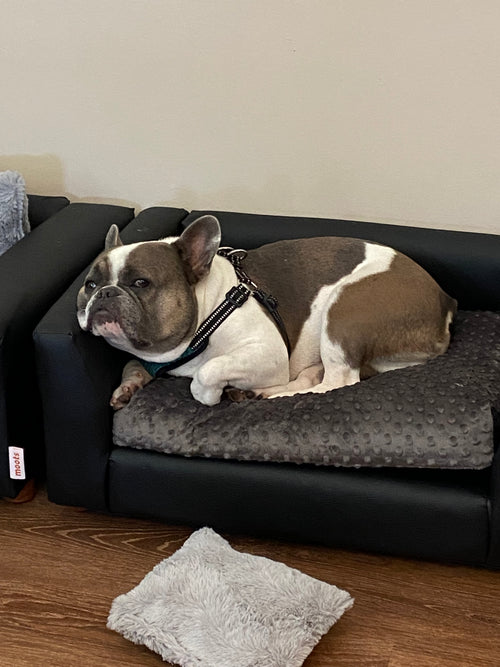 What You Need to Know About Canine Influenza (dog flu)
